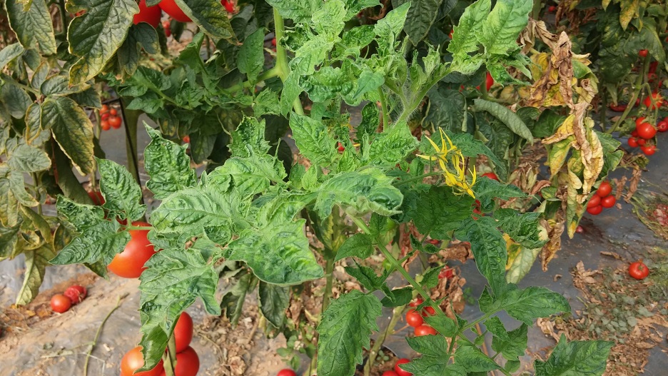 Ιός της καστανής ρυτίδωσης των καρπών της ντομάτας (ToBRFV)